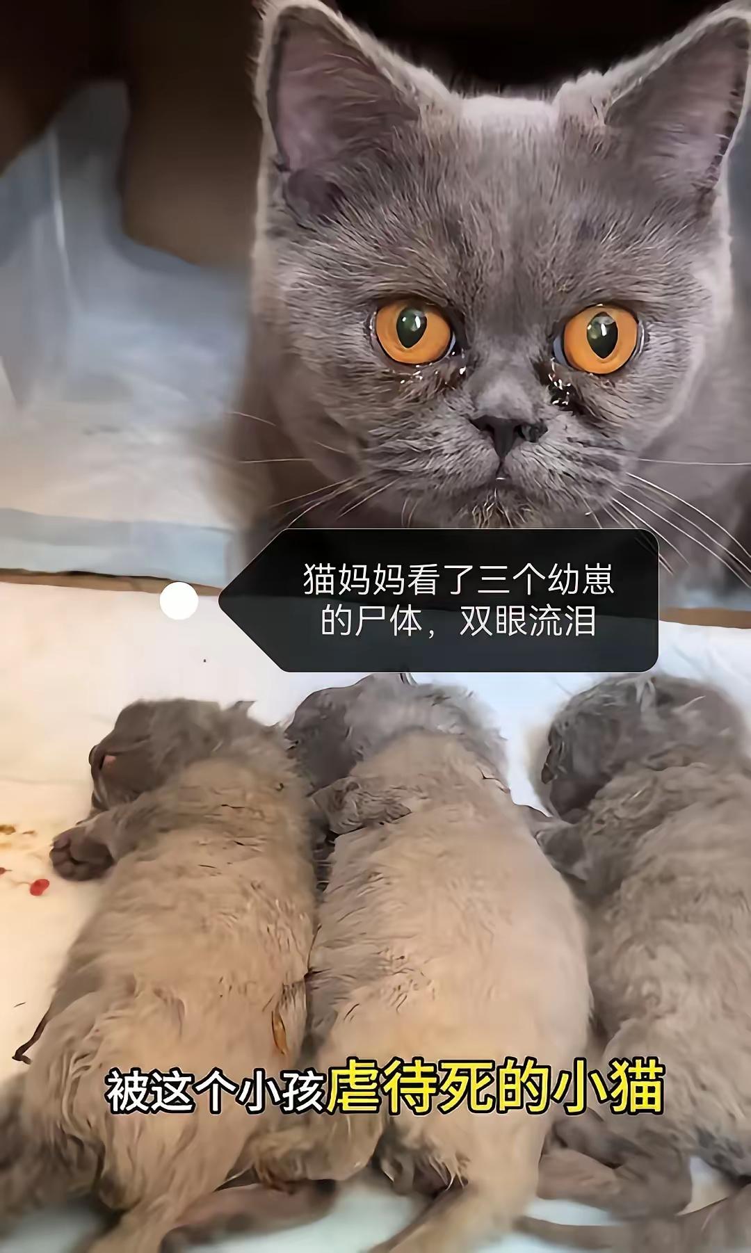 实在是太坏了，一位六岁的孩子，居然当着猫妈妈的面摔它的三个宝宝，这还不够，他在摔