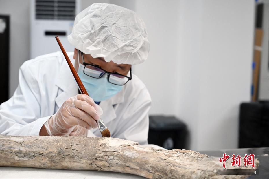 文博有意思【三星堆的医生如何给文物护牙】三星堆遗址考古中，象牙的出土颇为引人关注