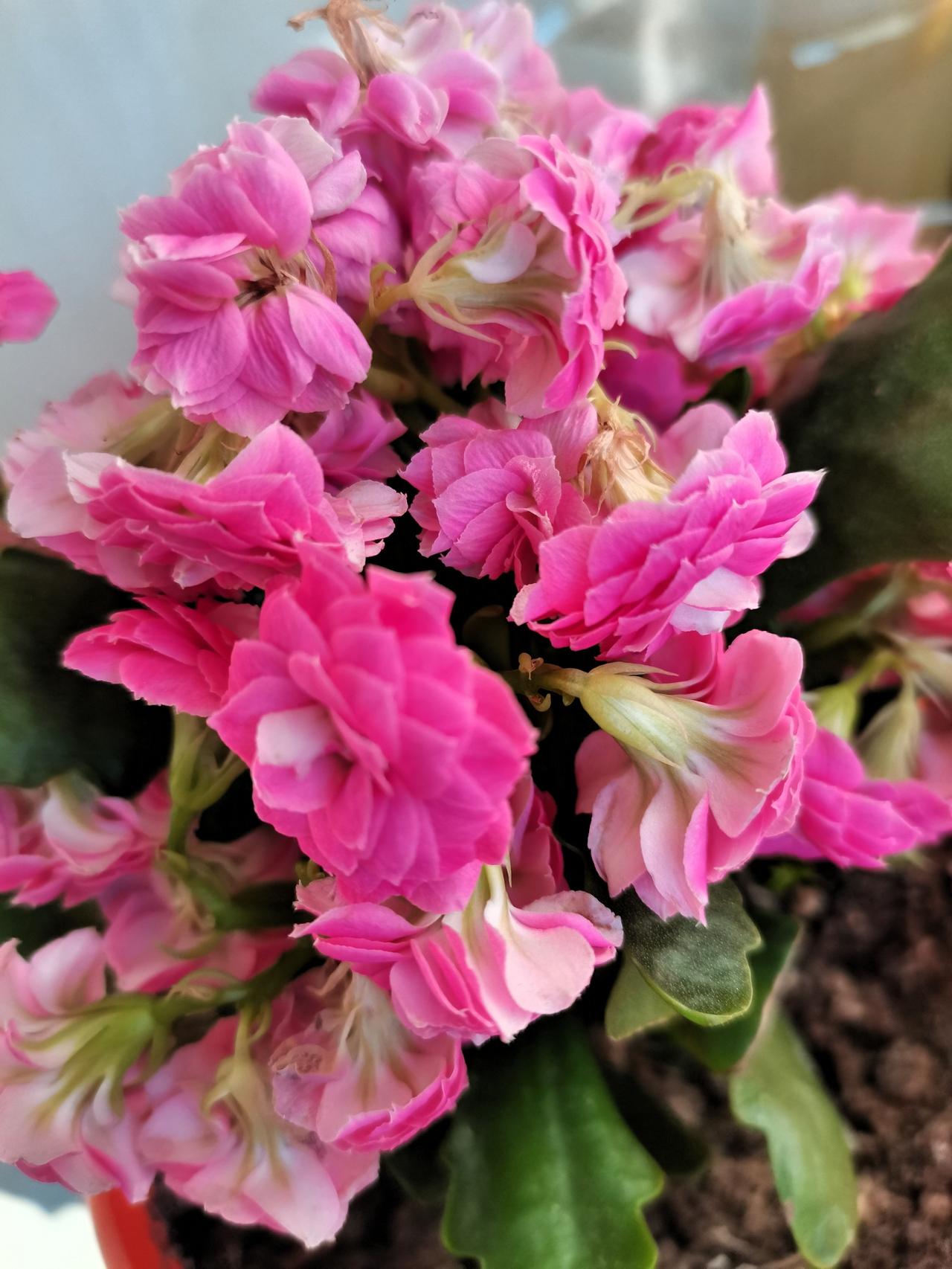 我有两棵长寿花为啥总是垂头呢？就是第一张和第二张图片，一颗是粉色的，一开始开的挺