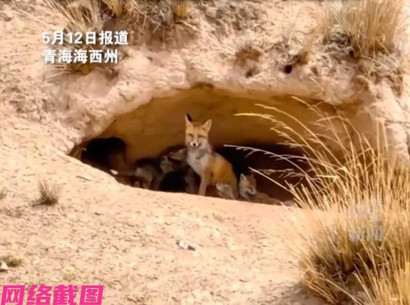 青海海西州某男子家里有一段奇遇，因为男子家附近来了狐狸做邻居，男子起初还留害怕，