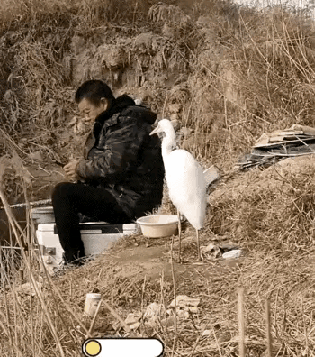 这只白鹭非常的懂事，好像跟这个钓鱼人是非常熟悉的，钓鱼人在钓鱼，它就站在钓鱼人的