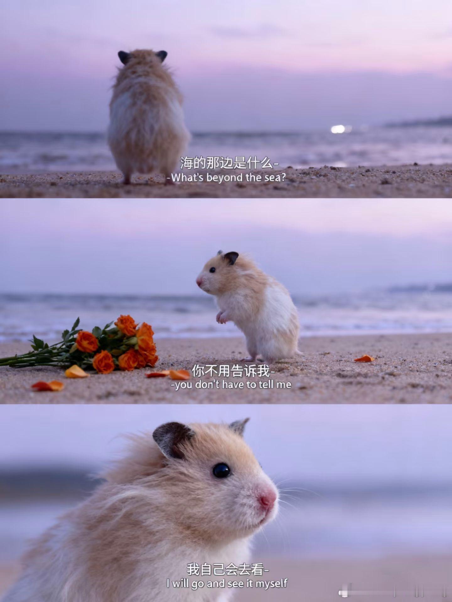 晚安，美好的世界💤​​​