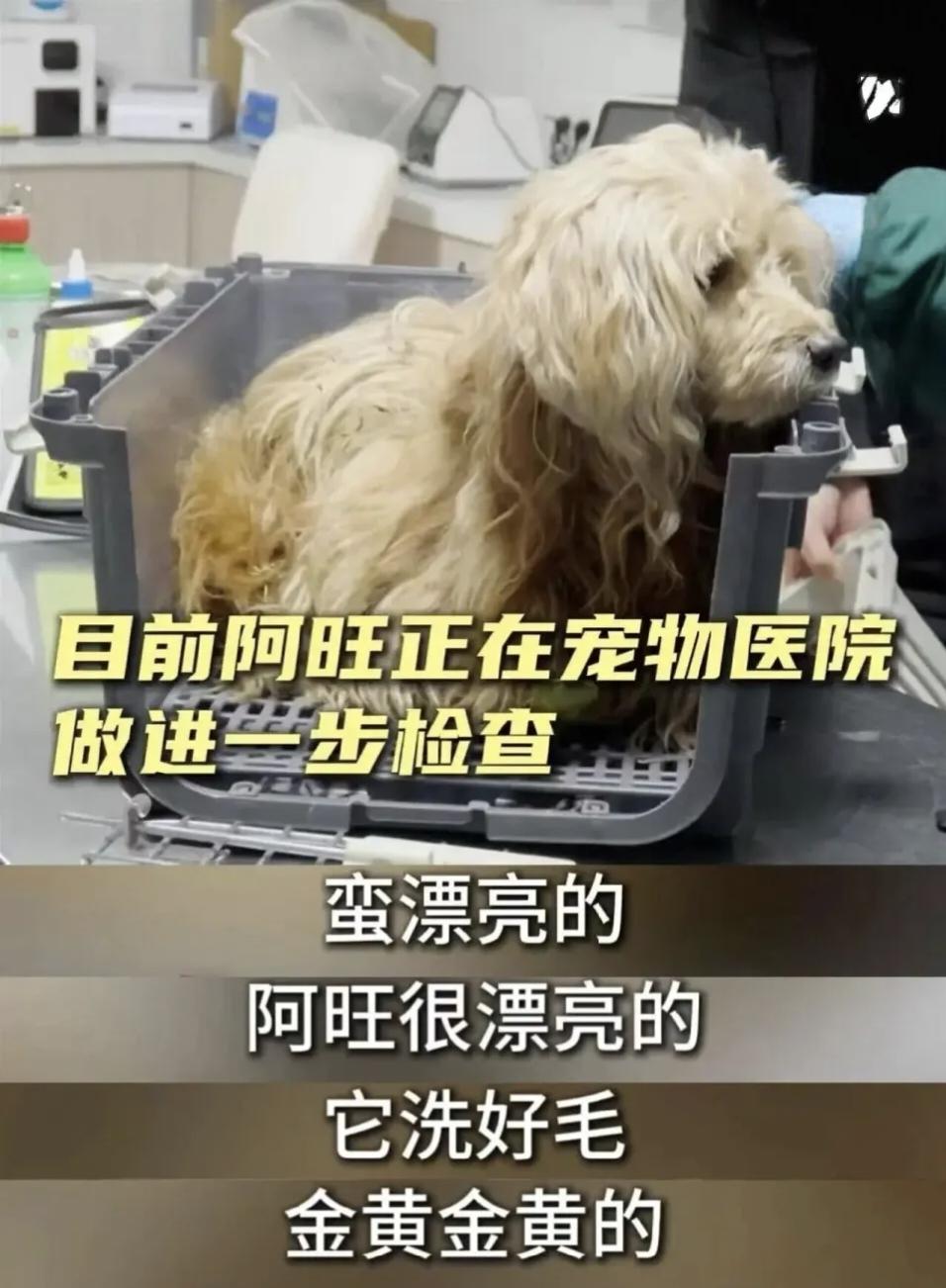 太有灵性了！一位上海大爷突然因病离世，从此以后，阿旺开始不吃不喝，每晚都会蹲守在