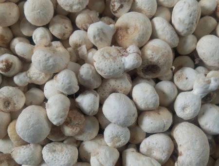 中医里的散结猛将——半夏，教你3种黄金搭配，横扫结节、胀痛、痰堵！第一个半夏配