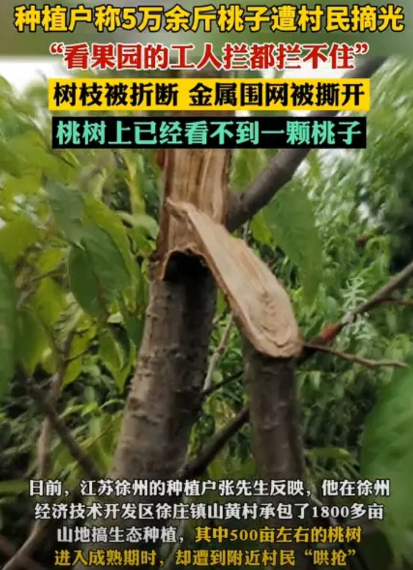 抢完土豆抢桃子！5万多斤的桃子被村民抢光！看果园的工人拦都拦不住！这不就是
