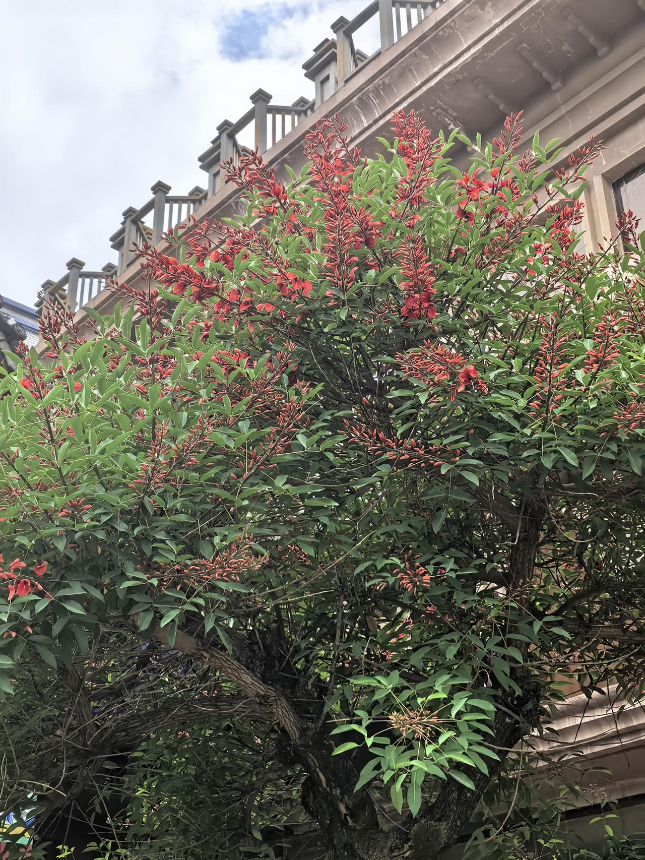 问了十个人都不知道这个是什么花？有谁知道这个是什么树开的话不！