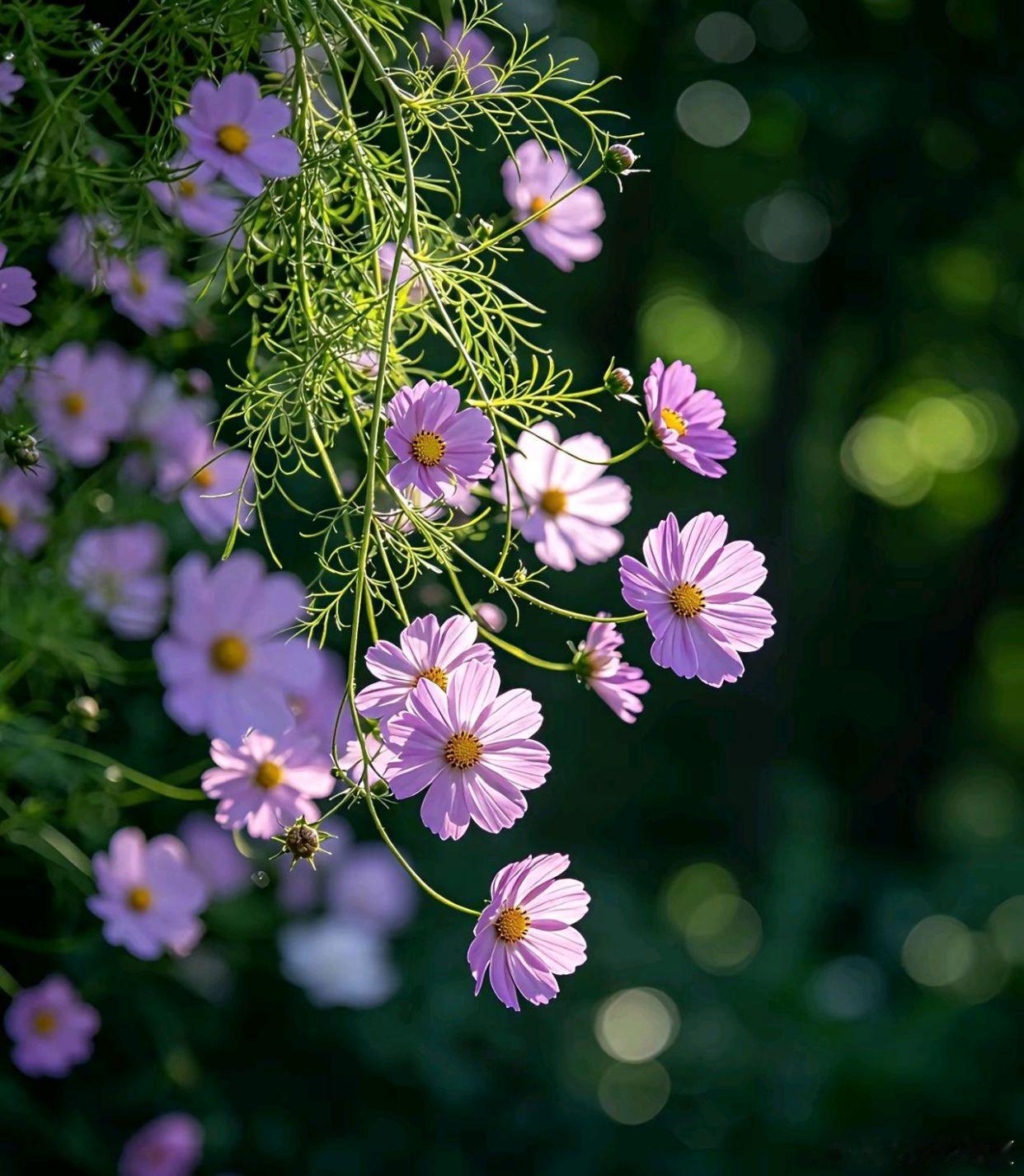 繁花盛开，日子浸满花香～寻美河南🌸寻美西华