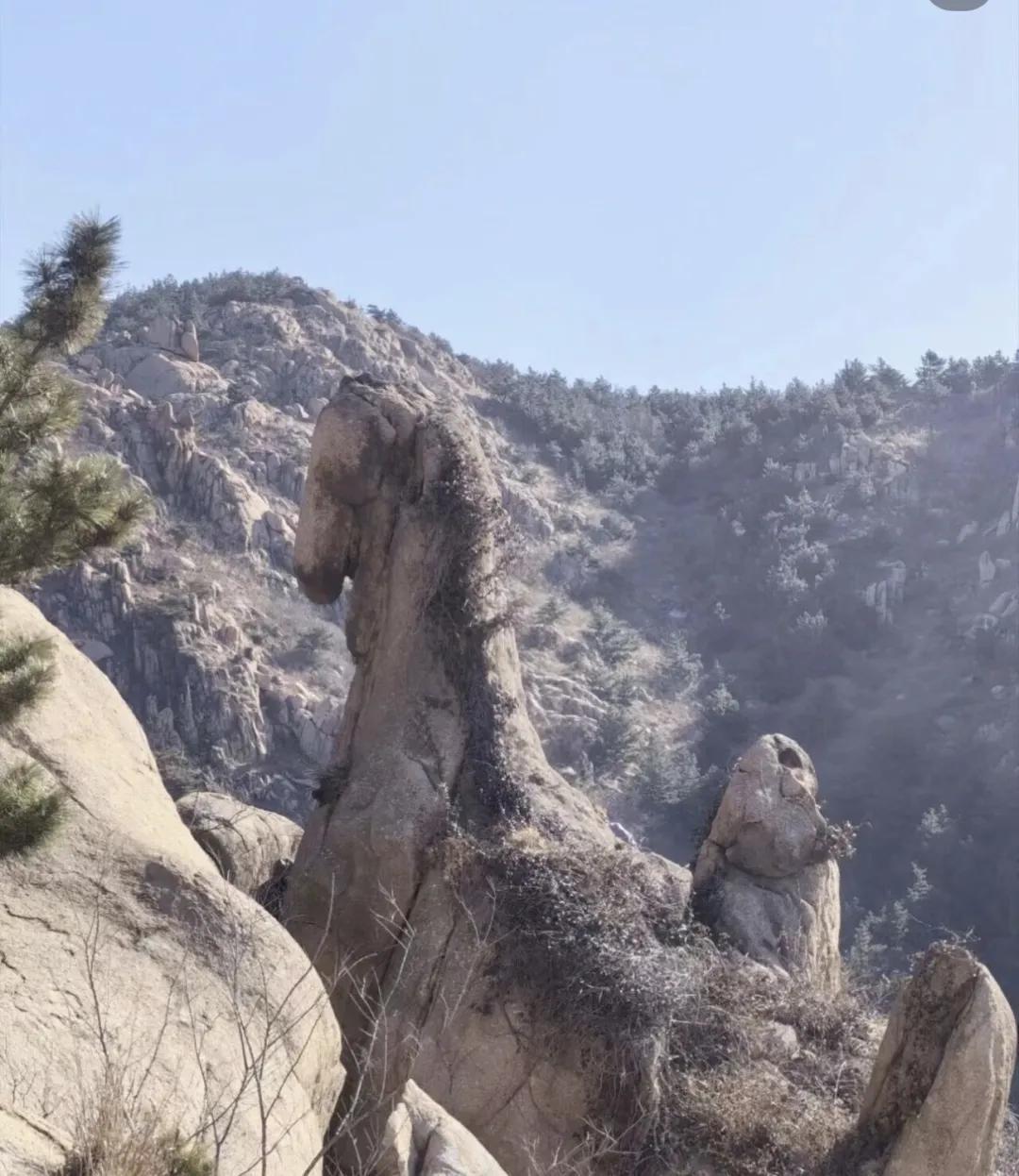 青岛大珠山的天然奇石，最近彻底刷屏，网友取名的“马化藤石”，背后藏着超有意思的巧