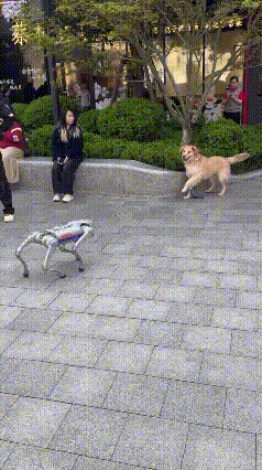 刷到这个视频直接笑喷，威风凛凛的大金毛，居然被一只机器狗吓得魂都快飞了，反差感直