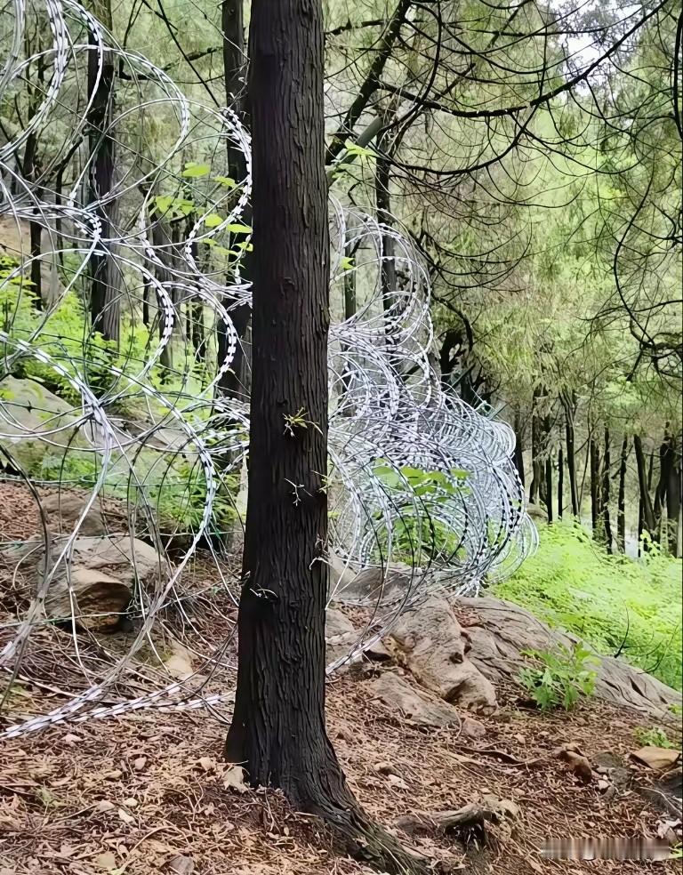 耗资2500多万拉百公里铁丝网围泰山，看着实在别扭！号称五岳之首的泰山，这次花