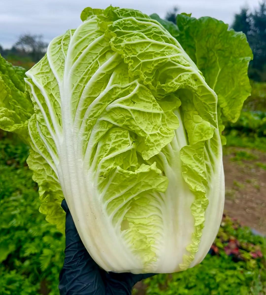 大家发现了没有?今年的菜竟然比肉还贵，这也太反常了今天去了趟超市，吓了我一大