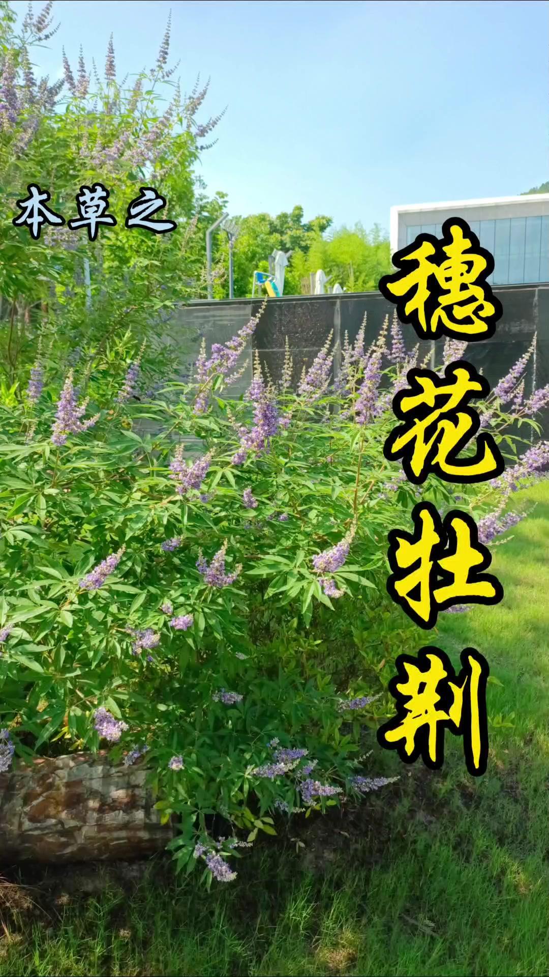 今天介绍一种国外引进的本草植物——穗花牡荆。它属于唇形科牡荆属落叶灌木，因引进较