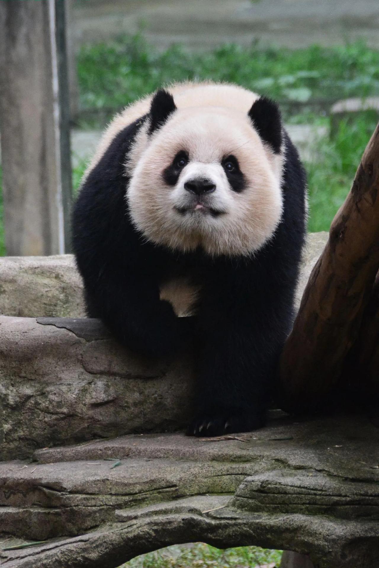 最近重庆动物园的大熊猫“渝可”出了个小意外，不过大家放心，它没啥事儿！事情