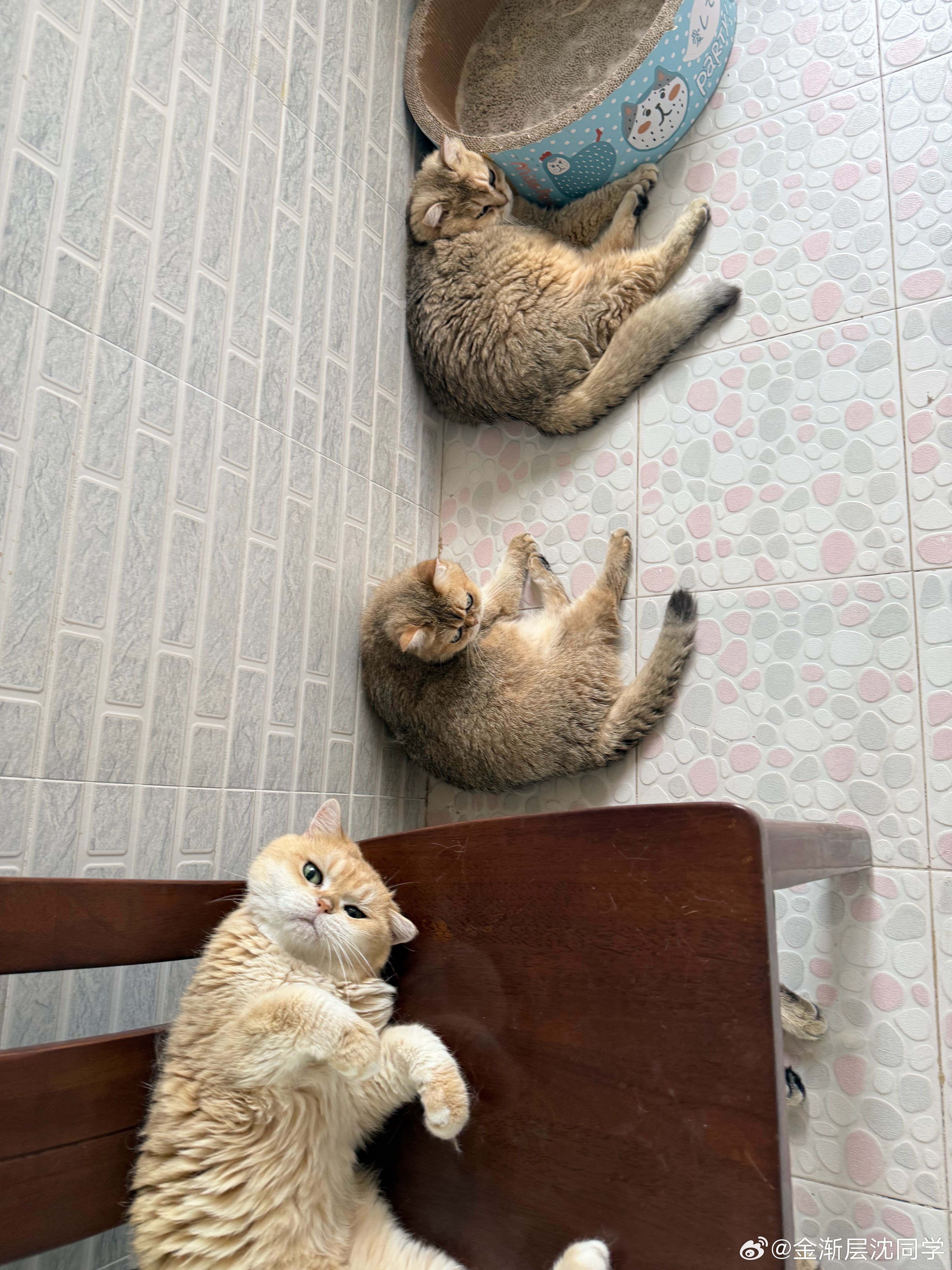 阳台比较凉快萌宠猫咪