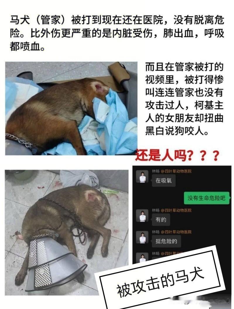 浙江男子因柯基被咬伤泄愤当街用酒瓶砖头狂砸马犬被立案2025年10月29