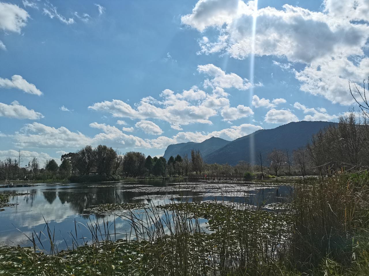 昆明因滇池的原因而拥有众多的湿地公园，而西岸的王家堆湿地公园因面水背山的缘故成了