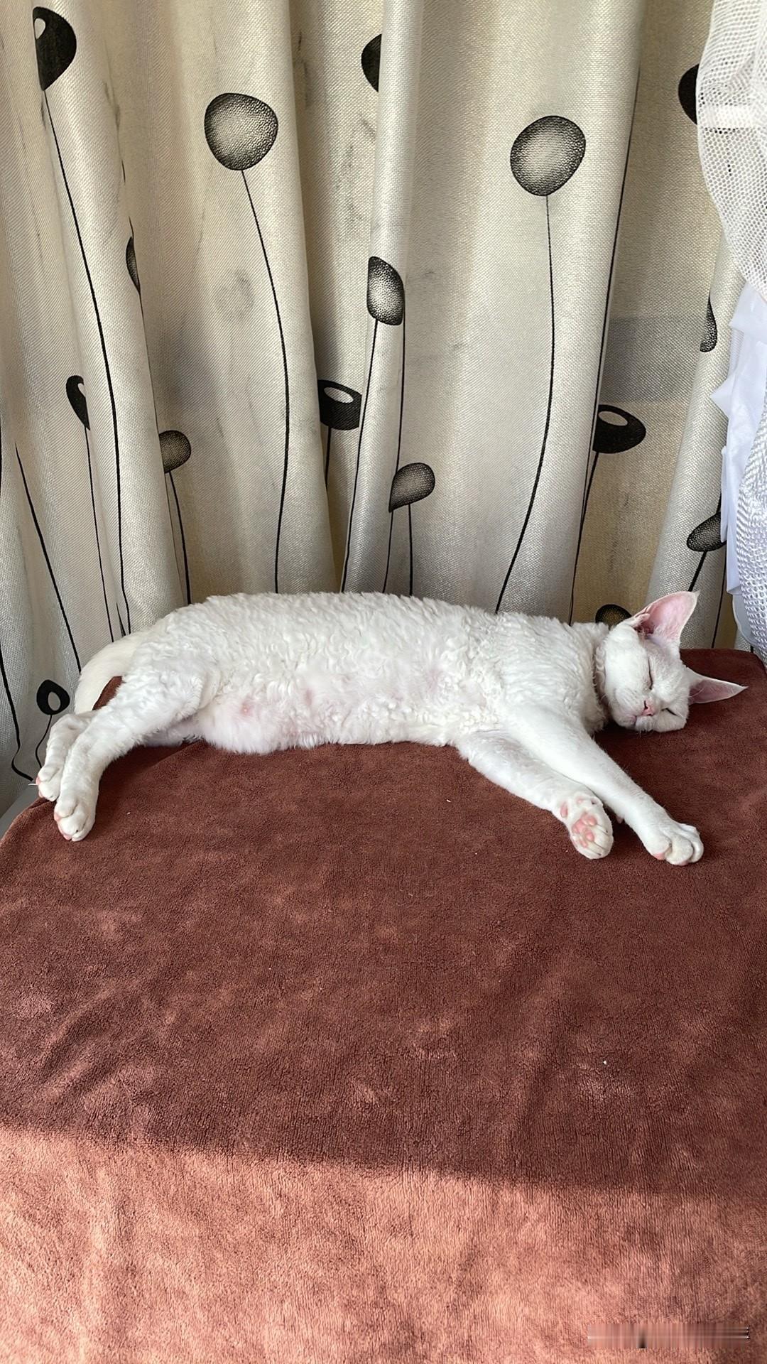 我家小猫咪的睡觉地方很独特，这是在洗衣机上，睡得很香哦。