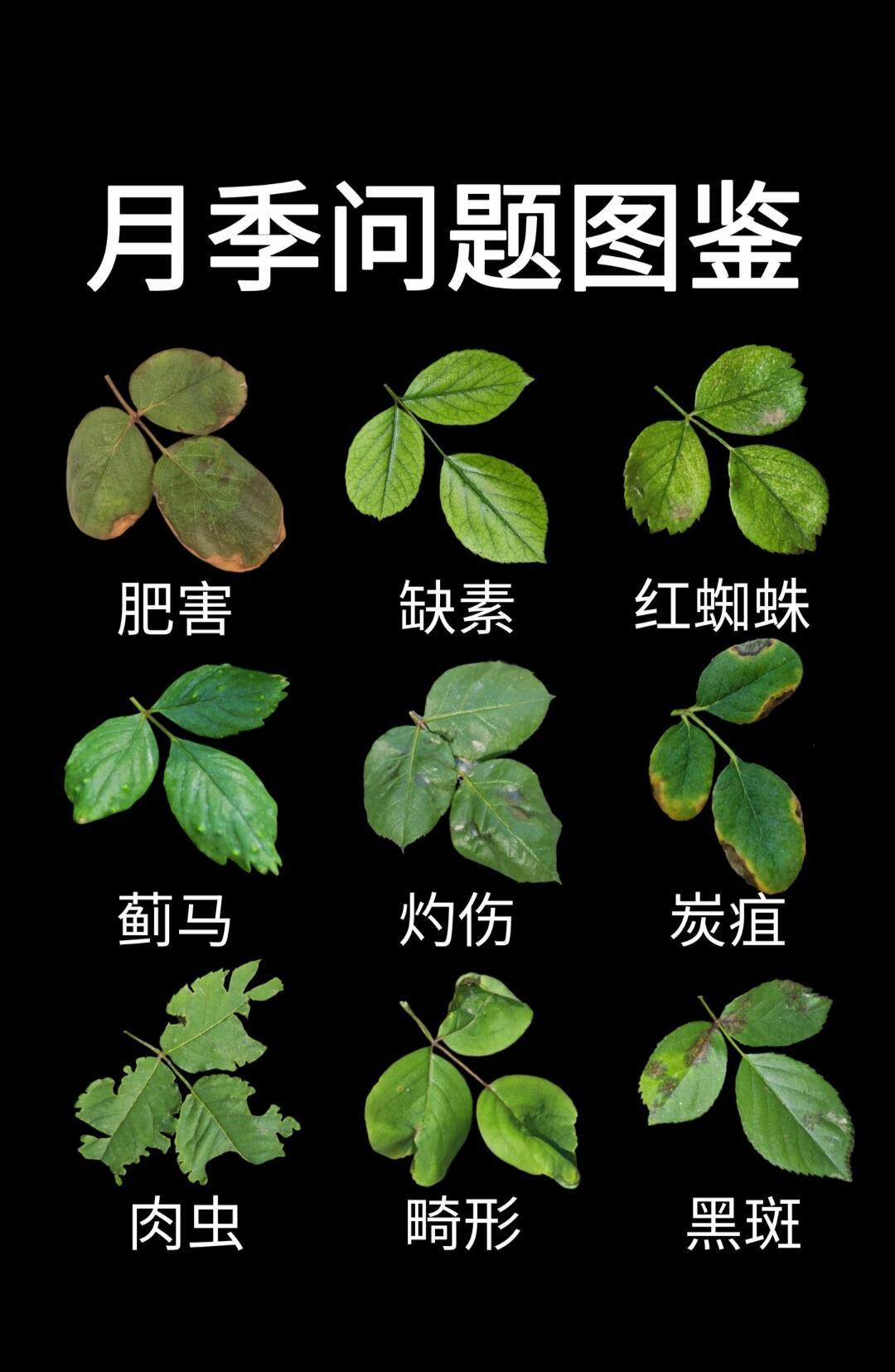 看月季叶子认识问题！花卉绿植养护