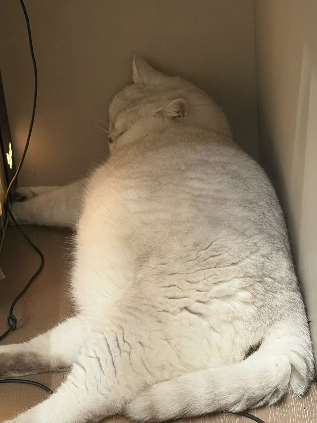 把猫咪养成小猪是什么感觉杭州