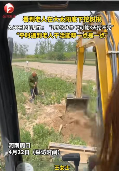 “泪目了！”河南周口，一老人在自家麦田里挖树根，正巧一开挖掘机的女子下班路过，女