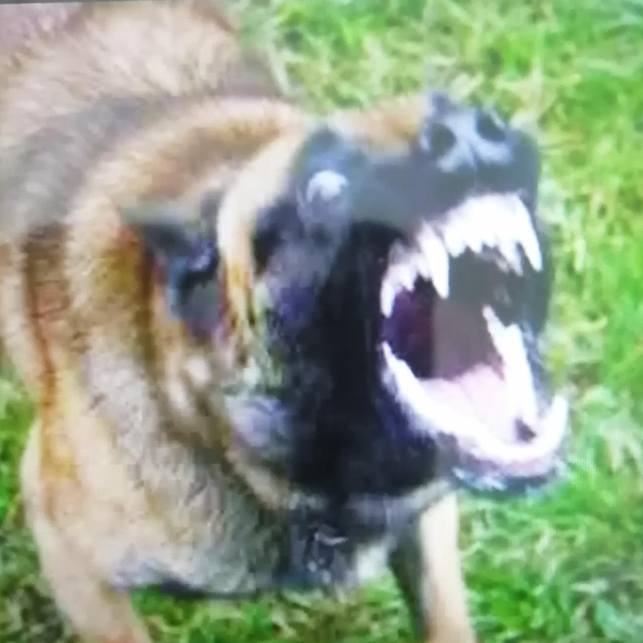 现在国家要出一条严厉的法律来；惩罚一些打着爱狗人士的名誉来；伤害很多无辜的群众了