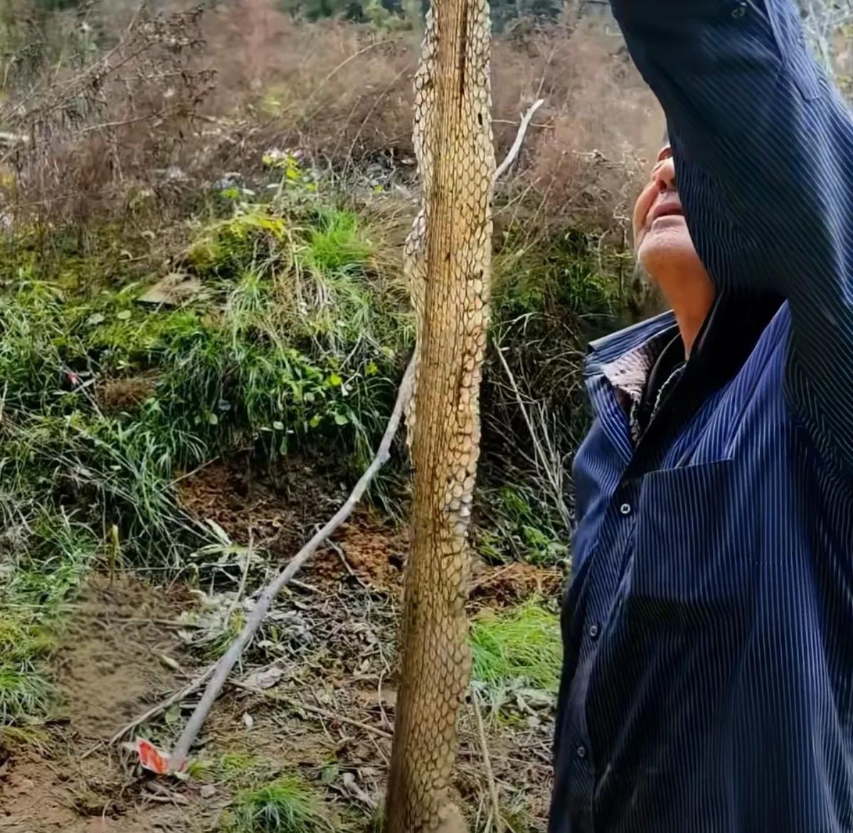 焦作男在家门口发现2米长蛇蜕，触摸发软说明大蛇刚完成蜕变！河南焦作一位郭先生
