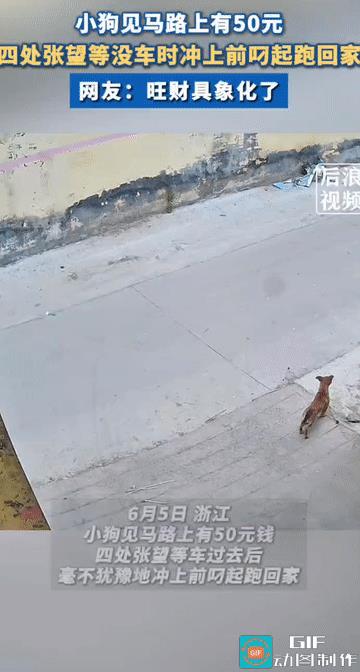 “这是真旺财啊！”浙江，小狗在家外面玩耍时，见马路上有50元钱，四处张望后，等没
