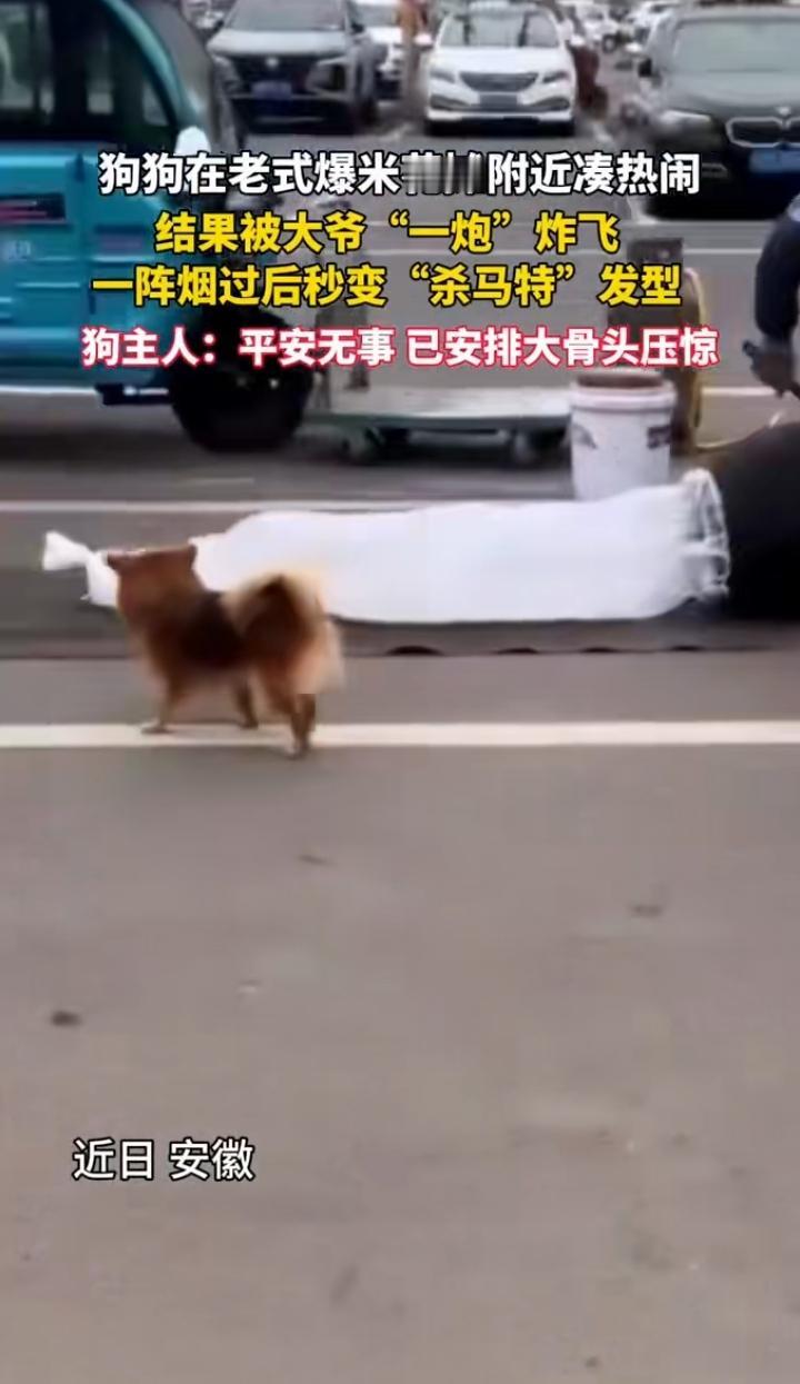 近日安徽合肥，一只小狗在爆米花摊前凑热闹，没想到，5秒钟后摊主开始制作爆米花时，