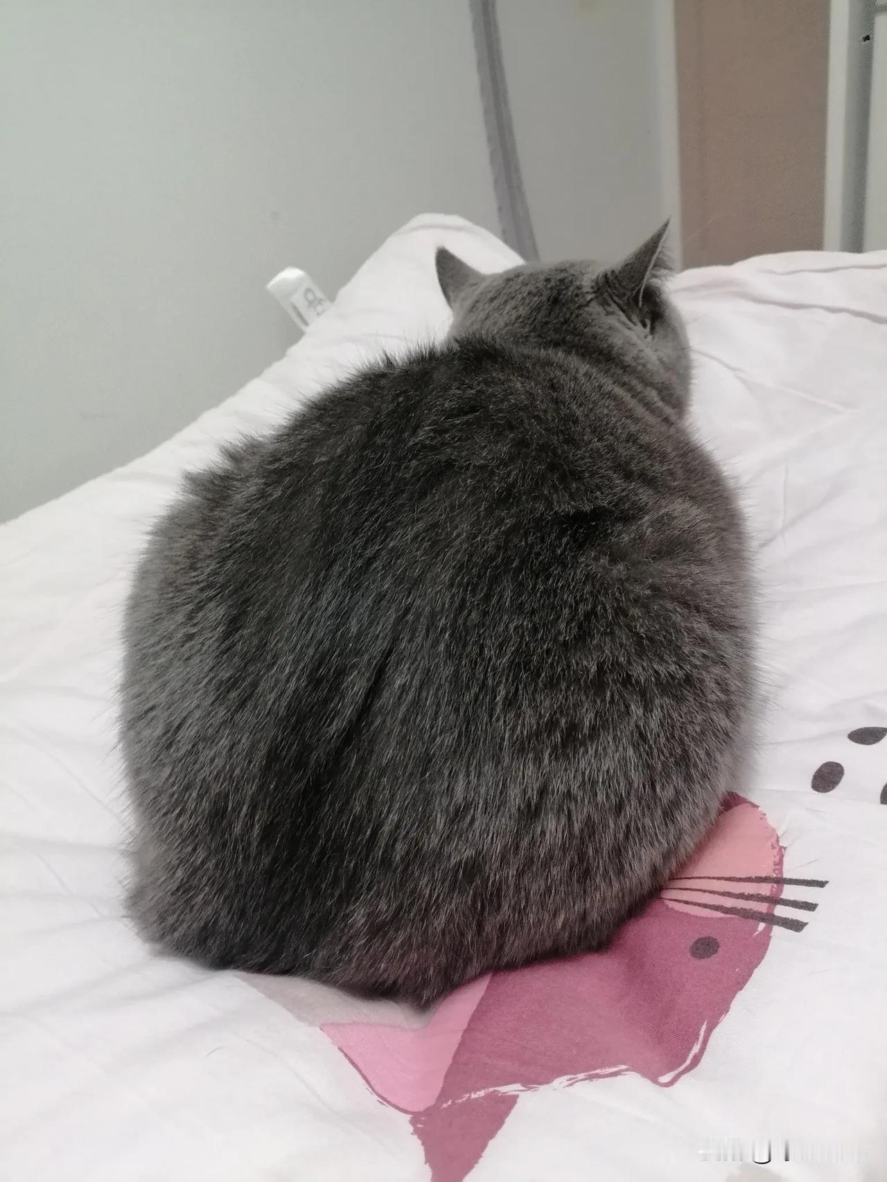 养了一只猫，什么都好，唯一的毛病就是夜里一定要和人睡觉。这不，我把它安排太床尾，