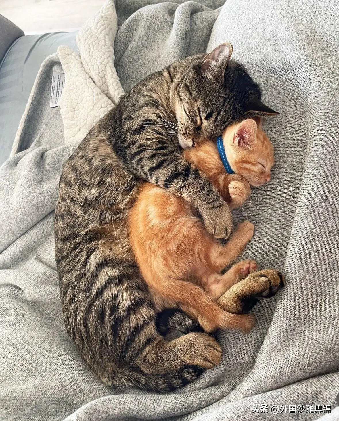 晚安💤，猫猫[doge]🐱～