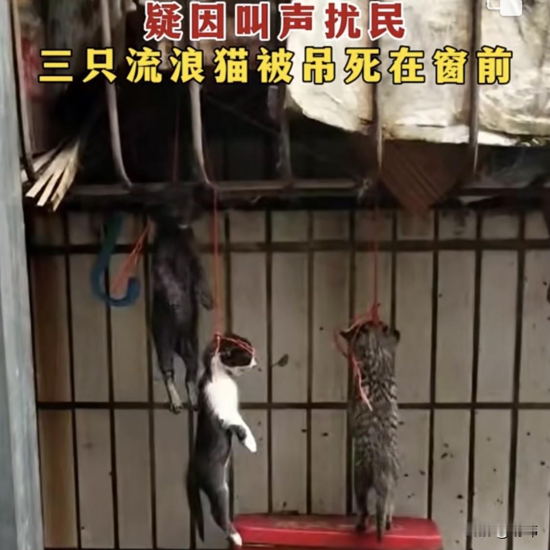 真的是太过分了，一位阿姨经常投喂小区里的流浪猫，小区里的住户一部分非常赞同她的做