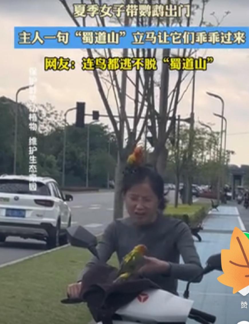 四川成都一女子，带着自己养的两只鹦鹉去户外放飞。结果回家时，女子如何呼喊俩鹦鹉回