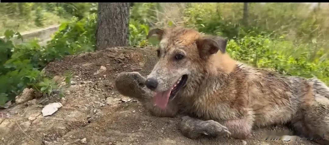 一只田园犬被主人打断了前腿，然后被丢弃在山坡上。狗狗为了活下去，仅凭自己的力量，