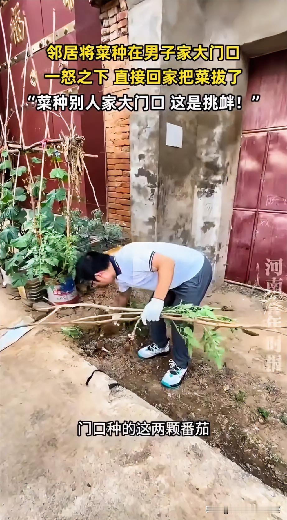 男子发现邻居私自把2棵番茄种在自己大门口，这让他觉得十分不妥，一怒之下