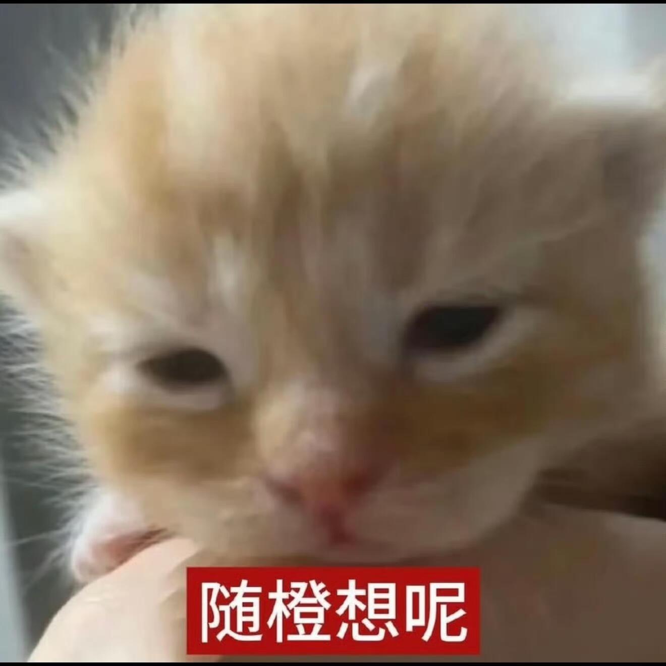 可爱表情包｜小猫表情包小猫向你发出贴贴申请！​​​
