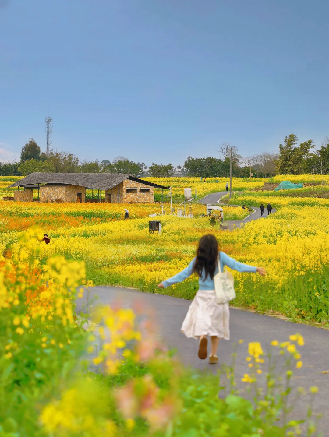 不要跑空了！今年赏油菜花去这9个地方吧！