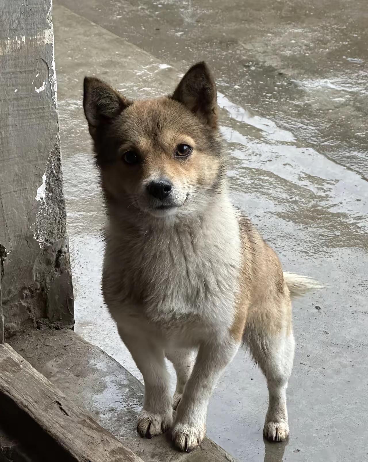 这个狗是和女儿去菜市场买菜捡的，当时多人拿扫把打它，女儿说喜欢要带回家，我怕别人