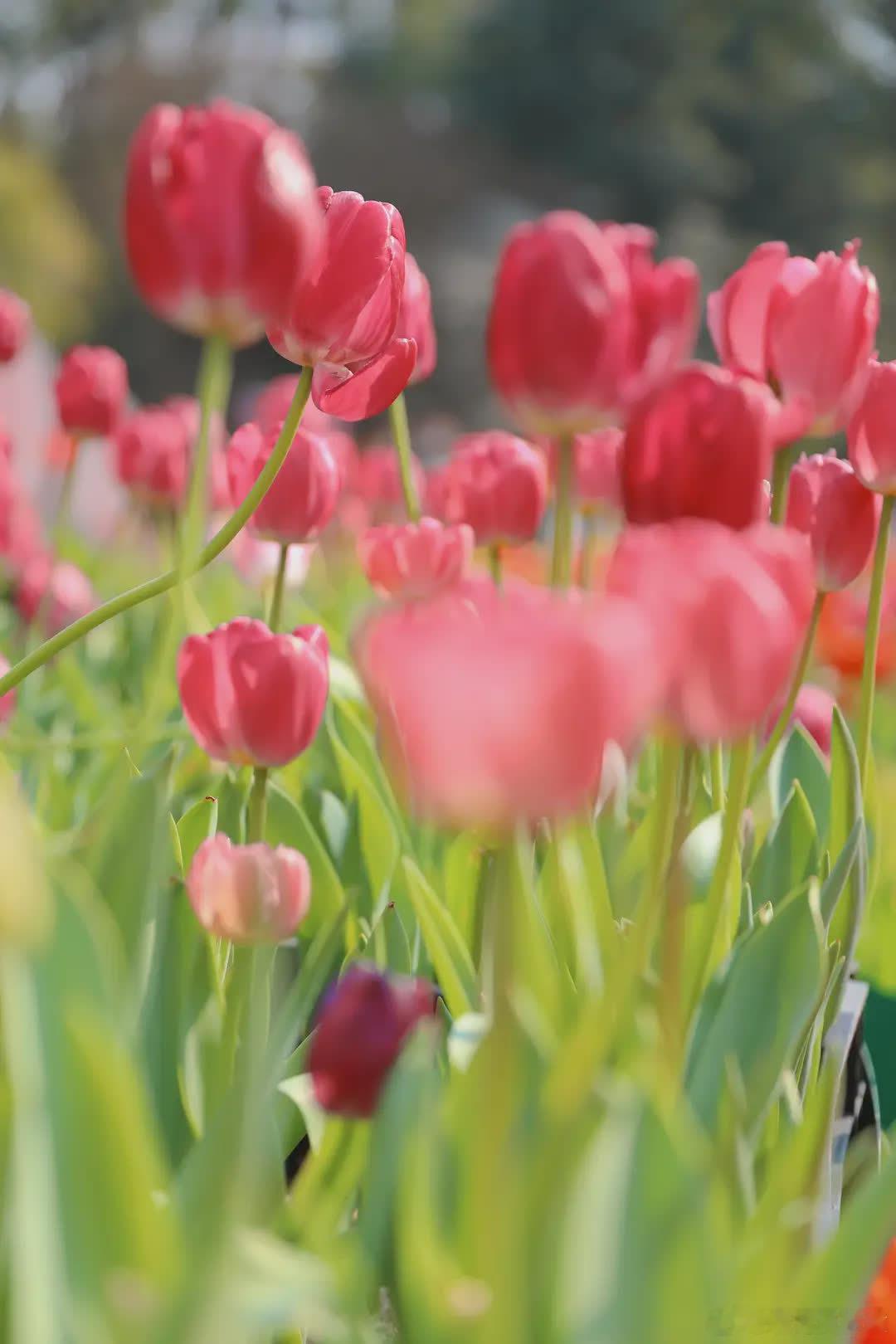 春天开始的日常～萌宠宠物