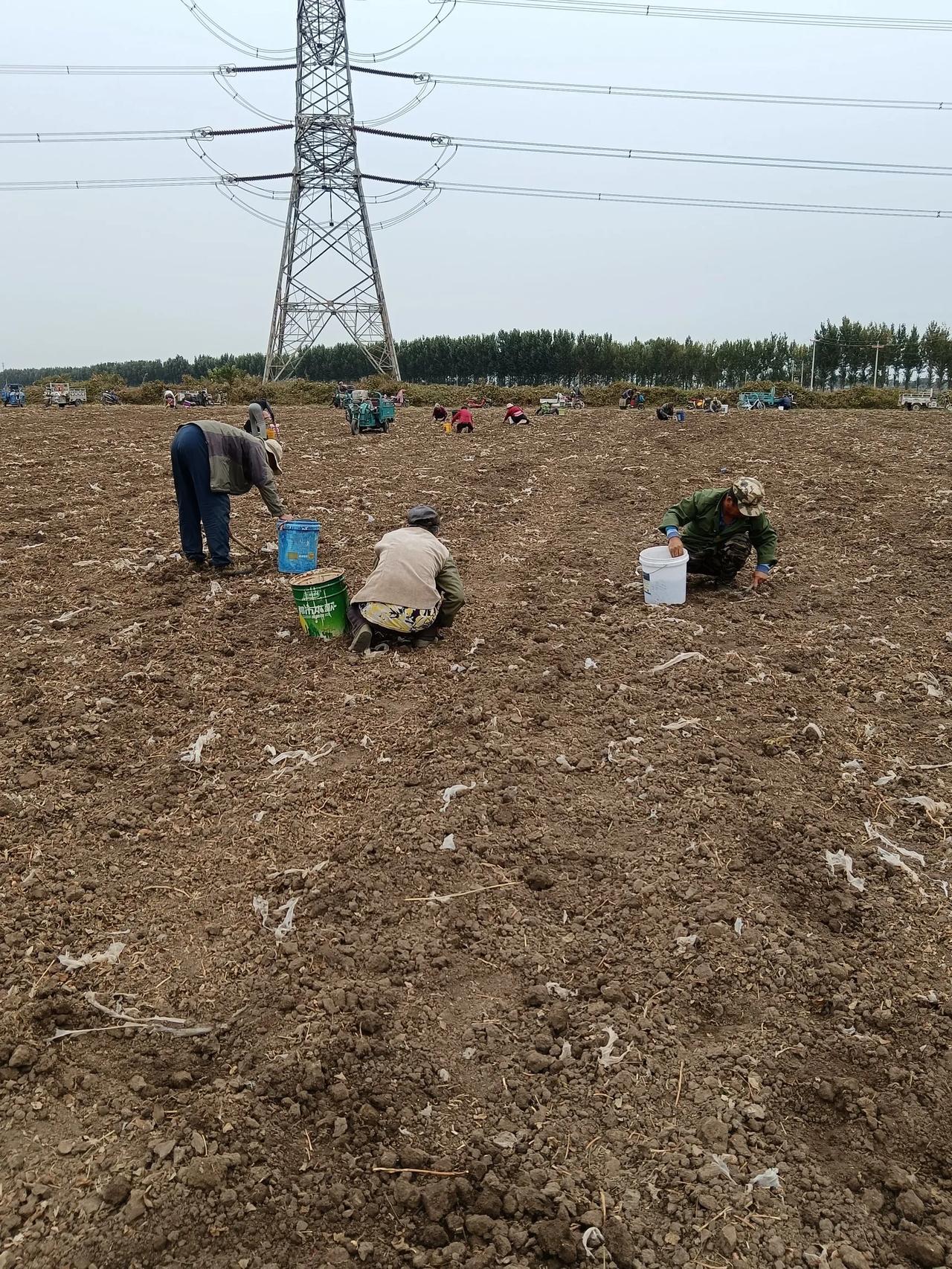 今天听一个村民说，他们那里去年，种花生的地都承包出去，每亩地的承包价格是1370