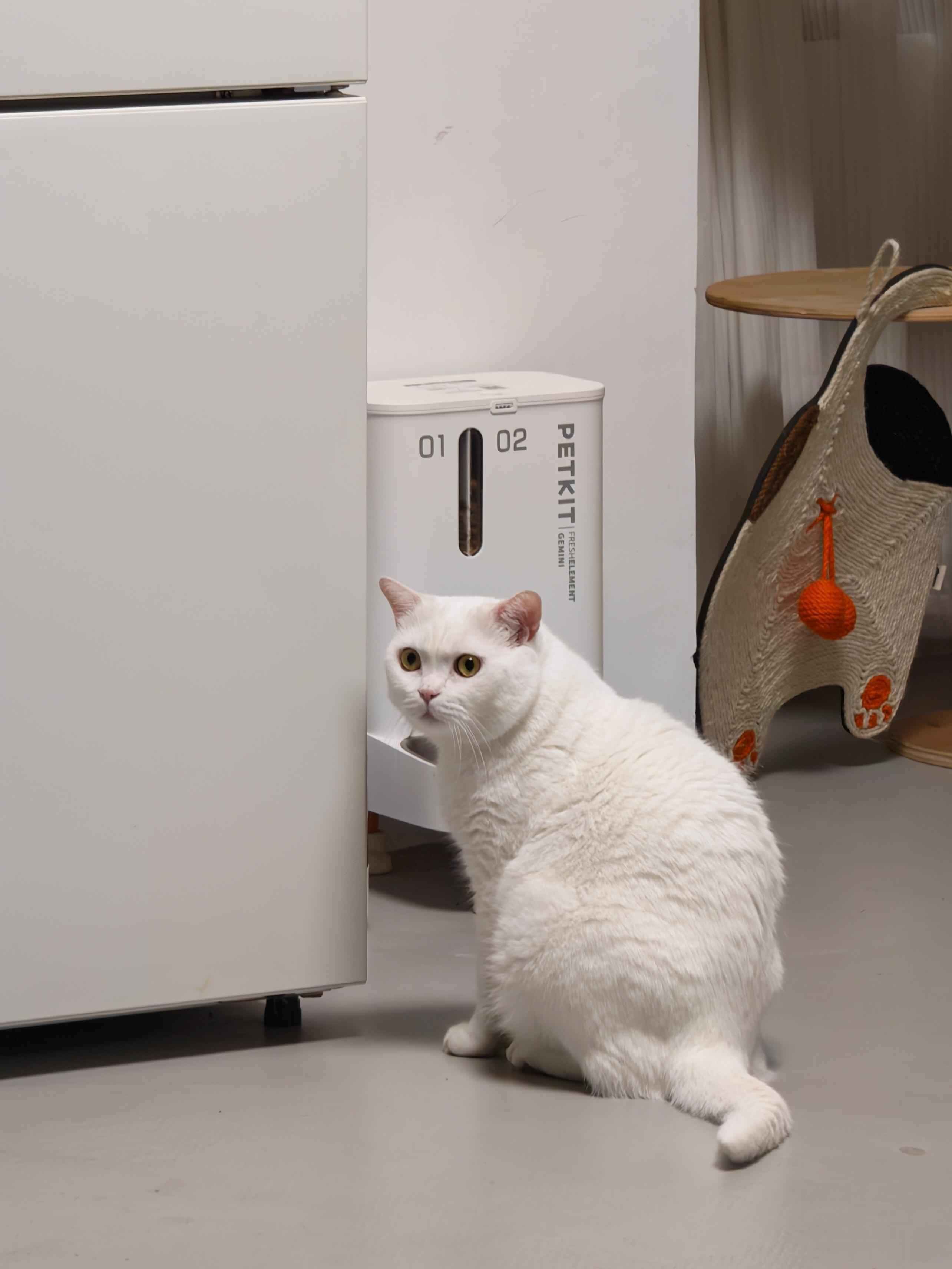 家里两头猪都太胖，控制了猫粮的分量，但体重一直没下去…经查，发现小林妈妈每次来