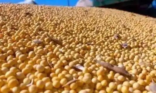 巴西这下要傻眼了！中国突然宣布恢复采购美国大豆，双方趋势缓和；巴西豆农之前不断给