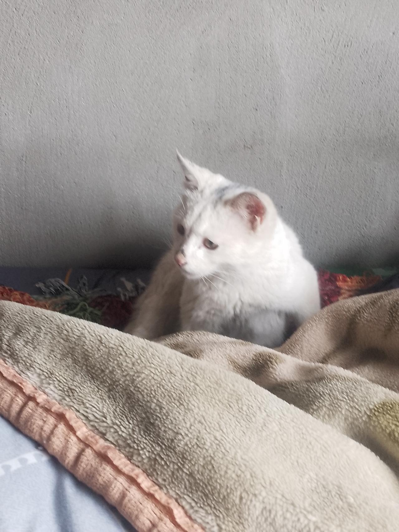 有点心烦，我家猫咪黑子非要出去，它翻窗跑出去了。那时还没下暴雨，现在暴雨却来了，