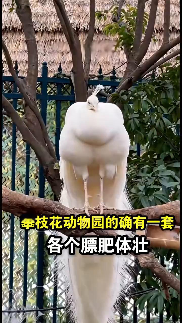 攀枝花动物园的确有一套，各个膘肥体壮。记得那个把动物当猪养的攀枝花动物园吗？里