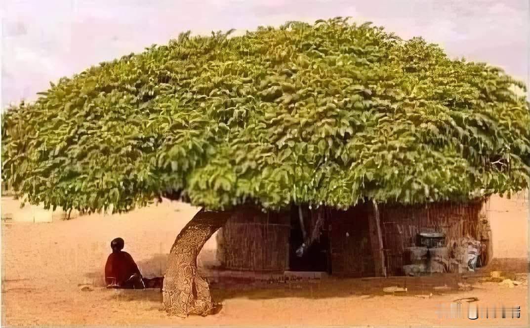 大树底下好乘凉