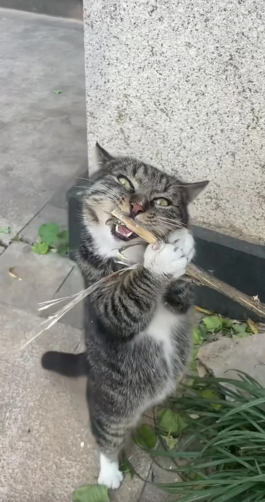 猫咪吃草的我看到过，这抱着树叉子张开大嘴巴一口一口咬的，我还是第一次看到过！