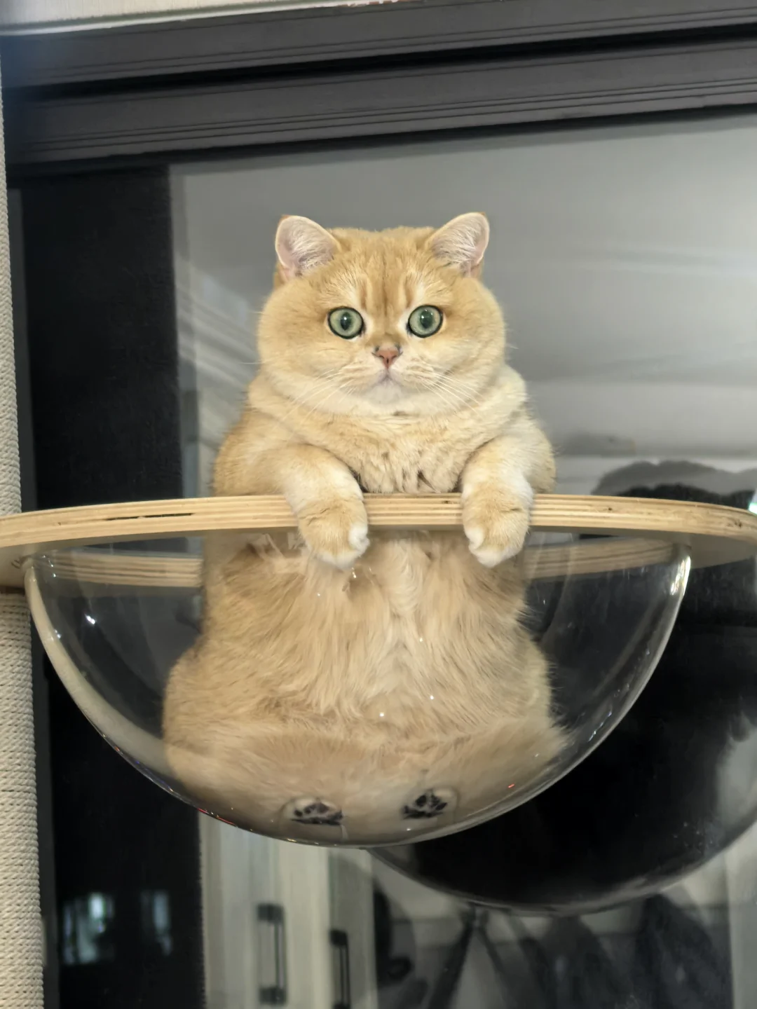 等待，葵随时随地在等待🎶