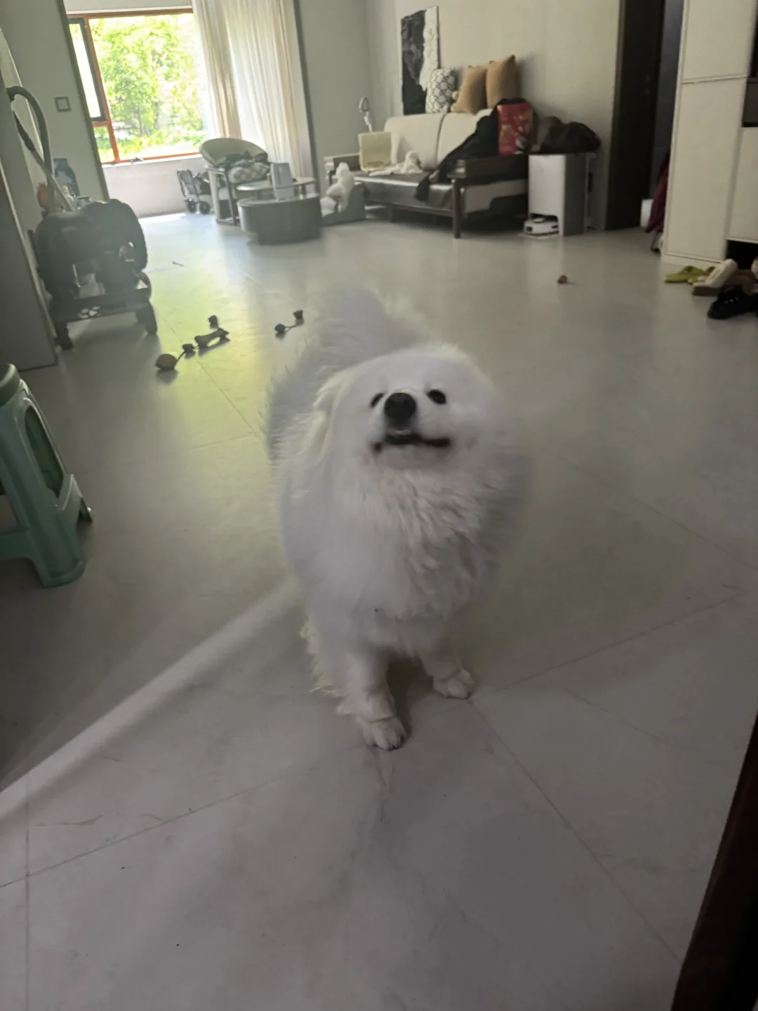 小狗：我怎么这么可爱呢？