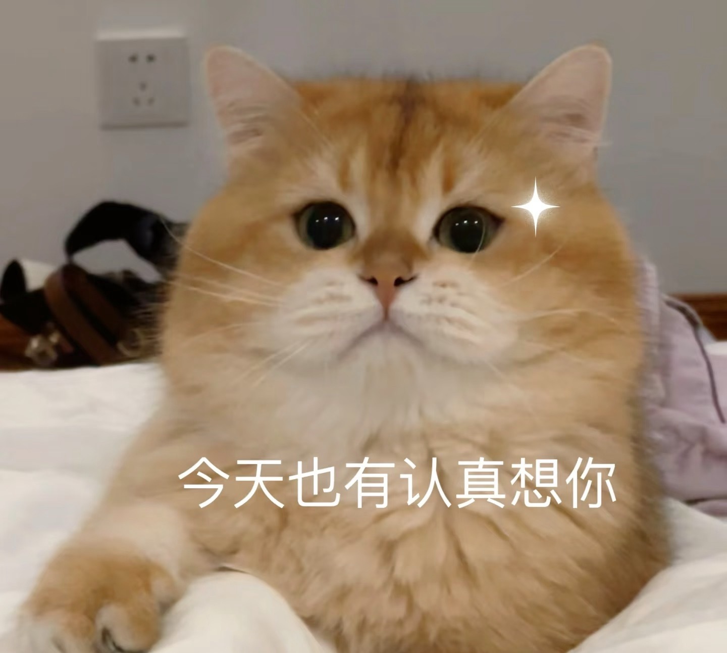国补后16和16Pro谁是苹果最香机我觉得只要有补贴，都香！这种真的很难得的啊