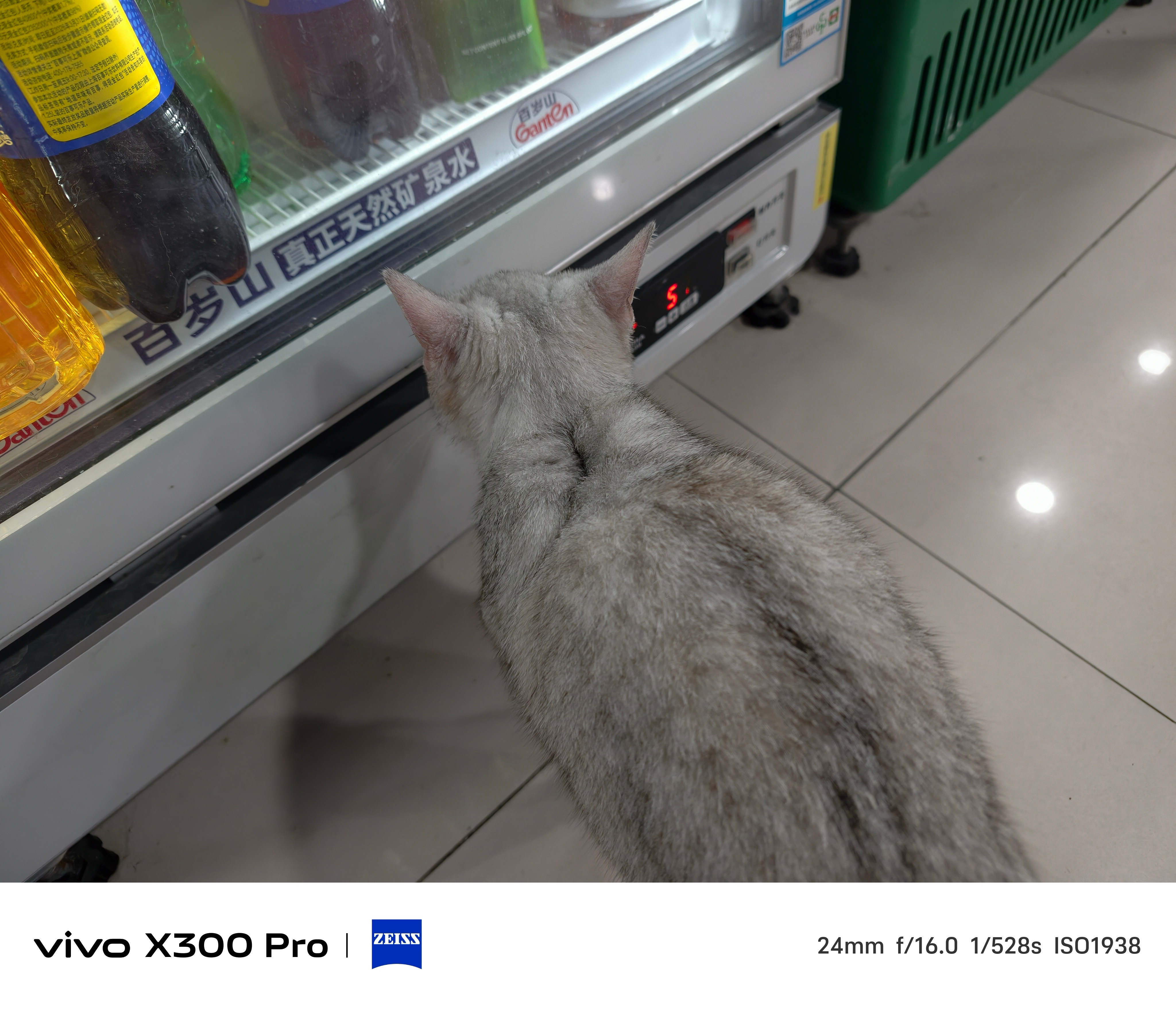 可爱猫猫​​​