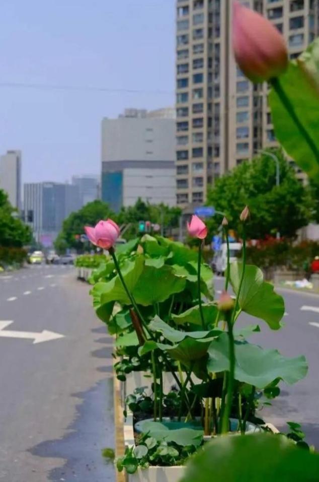 城市道路也可以这么卷了吗？原本以为广西春天的紫荆花路已经美出了新高度。可人们